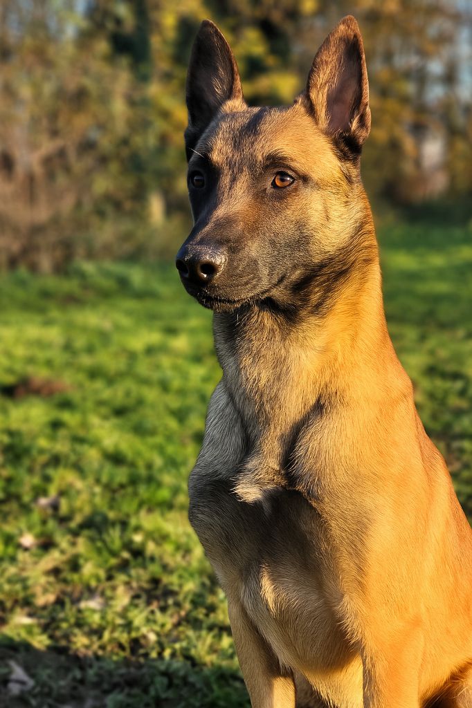 Sheitan des Rives De La Mamika